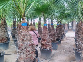 Washingtonia Robusta torzs_130-150_2024